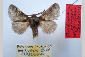 Trichiura verenae witti Ganev, 1982 [paratype NMNHSINV0279] (2) (c) National Museum of Natural History, BAS — Invertebrates Collection (NMNHS-INV)