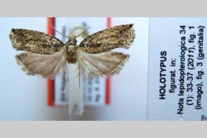 Epinotia nigristriana Budashkin & Zlatkov, 2011 [холотип NMNHSINV0318] (c) Национален природонаучен музей, БАН — Колекция Безгръбначни животни (NMNHS-INV)