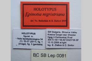 Epinotia nigristriana Budashkin & Zlatkov, 2011 [холотип NMNHSINV0318] (2) (c) Национален природонаучен музей, БАН — Колекция Безгръбначни животни (NMNHS-INV)