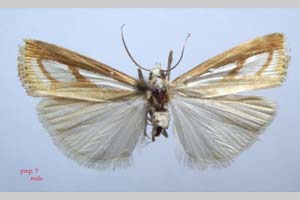 Catoptria gozmanyi casperella Ganev, 1983 [паратип NMNHSINV0323] (c) Национален природонаучен музей, БАН — Колекция Безгръбначни животни (NMNHS-INV)