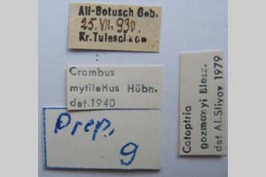 Catoptria gozmanyi casperella Ganev, 1983 [паратип NMNHSINV0323] (2) (c) Национален природонаучен музей, БАН — Колекция Безгръбначни животни (NMNHS-INV)