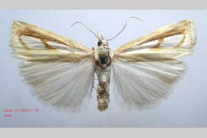Catoptria gozmanyi casperella Ganev, 1983 [паратип NMNHSINV0324] (c) Национален природонаучен музей, БАН — Колекция Безгръбначни животни (NMNHS-INV)