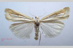 Catoptria gozmanyi casperella Ganev, 1983 [паратип NMNHSINV0324] (2) (c) Национален природонаучен музей, БАН — Колекция Безгръбначни животни (NMNHS-INV)