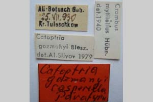 Catoptria gozmanyi casperella Ganev, 1983 [паратип NMNHSINV0324] (3) (c) Национален природонаучен музей, БАН — Колекция Безгръбначни животни (NMNHS-INV)