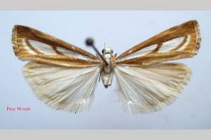 Catoptria gozmanyi casperella Ganev, 1983 [паратип NMNHSINV0332] (c) Национален природонаучен музей, БАН — Колекция Безгръбначни животни (NMNHS-INV)