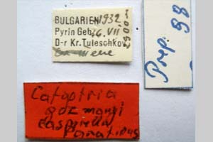 Catoptria gozmanyi casperella Ganev, 1983 [паратип NMNHSINV0332] (2) (c) Национален природонаучен музей, БАН — Колекция Безгръбначни животни (NMNHS-INV)