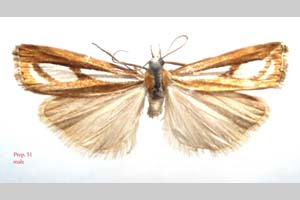 Catoptria gozmanyi casperella Ganev, 1983 [паратип NMNHSINV0322] (c) Национален природонаучен музей, БАН — Колекция Безгръбначни животни (NMNHS-INV)