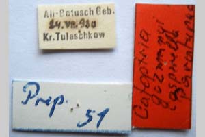 Catoptria gozmanyi casperella Ganev, 1983 [паратип NMNHSINV0322] (2) (c) Национален природонаучен музей, БАН — Колекция Безгръбначни животни (NMNHS-INV)