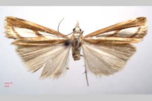 Catoptria gozmanyi casperella Ganev, 1983 [паратип NMNHSINV0328] (c) Национален природонаучен музей, БАН — Колекция Безгръбначни животни (NMNHS-INV)