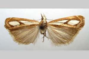 Catoptria gozmanyi casperella Ganev, 1983 [паратип NMNHSINV0329] (c) Национален природонаучен музей, БАН — Колекция Безгръбначни животни (NMNHS-INV)