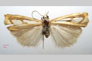 Catoptria gozmanyi casperella Ganev, 1983 [паратип NMNHSINV0330] (c) Национален природонаучен музей, БАН — Колекция Безгръбначни животни (NMNHS-INV)
