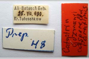 Catoptria gozmanyi casperella Ganev, 1983 [паратип NMNHSINV0325] (2) (c) Национален природонаучен музей, БАН — Колекция Безгръбначни животни (NMNHS-INV)