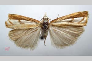 Catoptria gozmanyi casperella Ganev, 1983 [паратип NMNHSINV0325] (c) Национален природонаучен музей, БАН — Колекция Безгръбначни животни (NMNHS-INV)