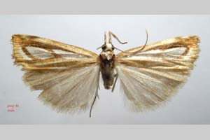 Catoptria gozmanyi casperella Ganev, 1983 [паратип NMNHSINV0331] (c) Национален природонаучен музей, БАН — Колекция Безгръбначни животни (NMNHS-INV)