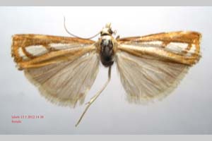 Catoptria gozmanyi casperella Ganev, 1983 [паратип NMNHSINV0326] (c) Национален природонаучен музей, БАН — Колекция Безгръбначни животни (NMNHS-INV)