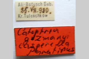 Catoptria gozmanyi casperella Ganev, 1983 [паратип NMNHSINV0326] (2) (c) Национален природонаучен музей, БАН — Колекция Безгръбначни животни (NMNHS-INV)
