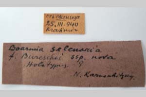 Boarmia selenaria bureschi Karnoschitzki, 1954 [холотип NMNHSINV0320] (3) (c) Национален природонаучен музей, БАН — Колекция Безгръбначни животни (NMNHS-INV)
