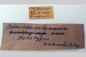 Boarmia selenaria bureschi Karnoschitzki, 1954 [холотип NMNHSINV0320] (2) (c) Национален природонаучен музей, БАН — Колекция Безгръбначни животни (NMNHS-INV)