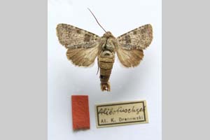Harmodia caesia var. urumovi Drenowski, 1931 [syntype? NMNHSINV0284] (c) National Museum of Natural History, BAS — Invertebrates Collection (NMNHS-INV)