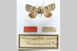 Harmodia caesia var. urumovi Drenowski, 1931 [paratype NMNHSINV0285] (c) National Museum of Natural History, BAS — Invertebrates Collection (NMNHS-INV)