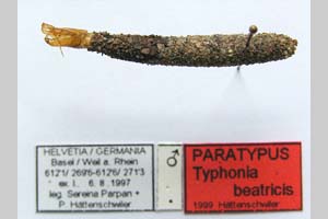 Typhonia beatricis Hatenschwiler, 2000 [paratype NMNHSINV0282] (c) National Museum of Natural History, BAS — Invertebrates Collection (NMNHS-INV)