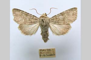 Hadena platinea grisescens Toulechkoff, 1951 [syntype NMNHSINV0300] (3) (c) National Museum of Natural History, BAS — Invertebrates Collection (NMNHS-INV)