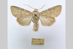 Hadena platinea grisescens Toulechkoff, 1951 [syntype NMNHSINV0300] (6) (c) National Museum of Natural History, BAS — Invertebrates Collection (NMNHS-INV)