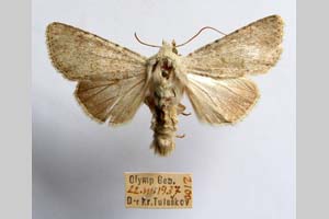 Hadena platinea grisescens Toulechkoff, 1951 [syntype NMNHSINV0299] (5) (c) National Museum of Natural History, BAS — Invertebrates Collection (NMNHS-INV)