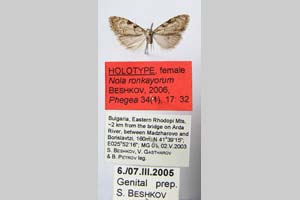 Nola ronkayorum Beshkov, 2006 [holotype NMNHSINV0280] (c) National Museum of Natural History, BAS — Invertebrates Collection (NMNHS-INV)