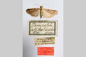 Pempelia alibotuschella Drenowski, 1932 [syntype? NMNHSINV0306] (c) National Museum of Natural History, BAS — Invertebrates Collection (NMNHS-INV)