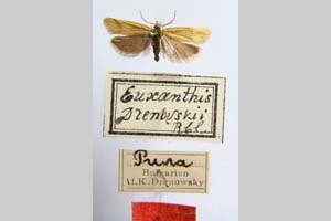 Euxanthis drenowskyi Rebel, 1916 [paralectotype? NMNHSINV0309] (c) National Museum of Natural History, BAS — Invertebrates Collection (NMNHS-INV)