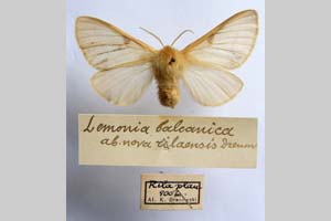 Lemonia balcanica ab. rilaensis Drenowski, 1936 [холотип NMNHSINV0311] (c) Национален природонаучен музей, БАН — Колекция Безгръбначни животни (NMNHS-INV)