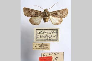 Mamestra drenowskii Rebel, 1930 [paratype NMNHSINV0307] (c) National Museum of Natural History, BAS — Invertebrates Collection (NMNHS-INV)