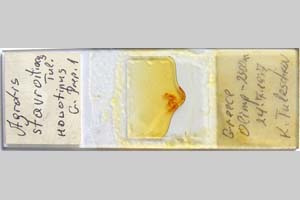 Agrotis stavriotiacus Toulechkoff, 1951 [holotype? NMNHSINV0287] (c) National Museum of Natural History, BAS — Invertebrates Collection (NMNHS-INV)
