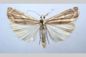 Catoptria olympica Ganev, 1983 [паратип NMNHSINV0345] (c) Национален природонаучен музей, БАН — Колекция Безгръбначни животни (NMNHS-INV)