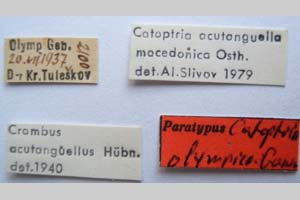 Catoptria olympica Ganev, 1983 [паратип NMNHSINV0345] (2) (c) Национален природонаучен музей, БАН — Колекция Безгръбначни животни (NMNHS-INV)