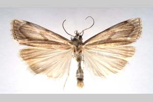 Catoptria olympica Ganev, 1983 [паратип NMNHSINV0346] (c) Национален природонаучен музей, БАН — Колекция Безгръбначни животни (NMNHS-INV)