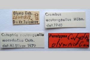 Catoptria olympica Ganev, 1983 [паратип NMNHSINV0346] (2) (c) Национален природонаучен музей, БАН — Колекция Безгръбначни животни (NMNHS-INV)