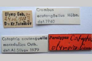 Catoptria olympica Ganev, 1983 [паратип NMNHSINV0347] (2) (c) Национален природонаучен музей, БАН — Колекция Безгръбначни животни (NMNHS-INV)