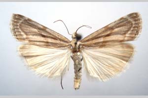 Catoptria olympica Ganev, 1983 [паратип NMNHSINV0347] (c) Национален природонаучен музей, БАН — Колекция Безгръбначни животни (NMNHS-INV)