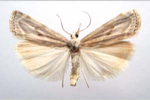 Catoptria olympica Ganev, 1983 [паратип NMNHSINV0348] (c) Национален природонаучен музей, БАН — Колекция Безгръбначни животни (NMNHS-INV)