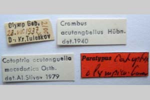 Catoptria olympica Ganev, 1983 [паратип NMNHSINV0348] (2) (c) Национален природонаучен музей, БАН — Колекция Безгръбначни животни (NMNHS-INV)