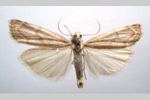 Catoptria olympica Ganev, 1983 [паратип NMNHSINV0349] (c) Национален природонаучен музей, БАН — Колекция Безгръбначни животни (NMNHS-INV)