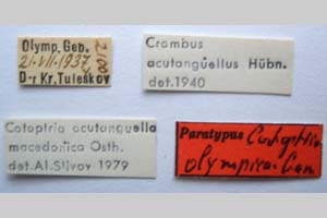 Catoptria olympica Ganev, 1983 [паратип NMNHSINV0349] (2) (c) Национален природонаучен музей, БАН — Колекция Безгръбначни животни (NMNHS-INV)
