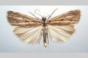 Catoptria olympica Ganev, 1983 [паратип NMNHSINV0350] (c) Национален природонаучен музей, БАН — Колекция Безгръбначни животни (NMNHS-INV)
