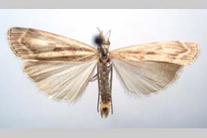 Catoptria olympica Ganev, 1983 [паратип NMNHSINV0351] (c) Национален природонаучен музей, БАН — Колекция Безгръбначни животни (NMNHS-INV)