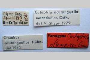 Catoptria olympica Ganev, 1983 [паратип NMNHSINV0351] (2) (c) Национален природонаучен музей, БАН — Колекция Безгръбначни животни (NMNHS-INV)