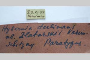 Hybernia declinans ab. zlatarskii Karnoschitzky, 1954 [паратип NMNHSINV0352] (2) (c) Национален природонаучен музей, БАН — Колекция Безгръбначни животни (NMNHS-INV)