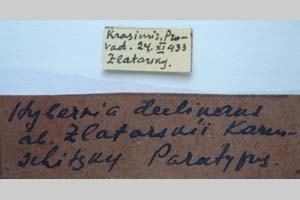 Hybernia declinans ab. zlatarskii Karnoschitzky, 1954 [паратип NMNHSINV0353] (2) (c) Национален природонаучен музей, БАН — Колекция Безгръбначни животни (NMNHS-INV)