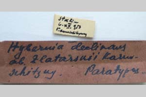 Hybernia declinans ab. zlatarskii Karnoschitzky, 1954 [паратип NMNHSINV0354] (2) (c) Национален природонаучен музей, БАН — Колекция Безгръбначни животни (NMNHS-INV)